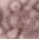 The H3N2 flu virus (Image: AP/CDC)